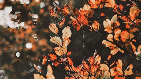 autumn wallpaper|autumn aesthetic desktop wallpaper.